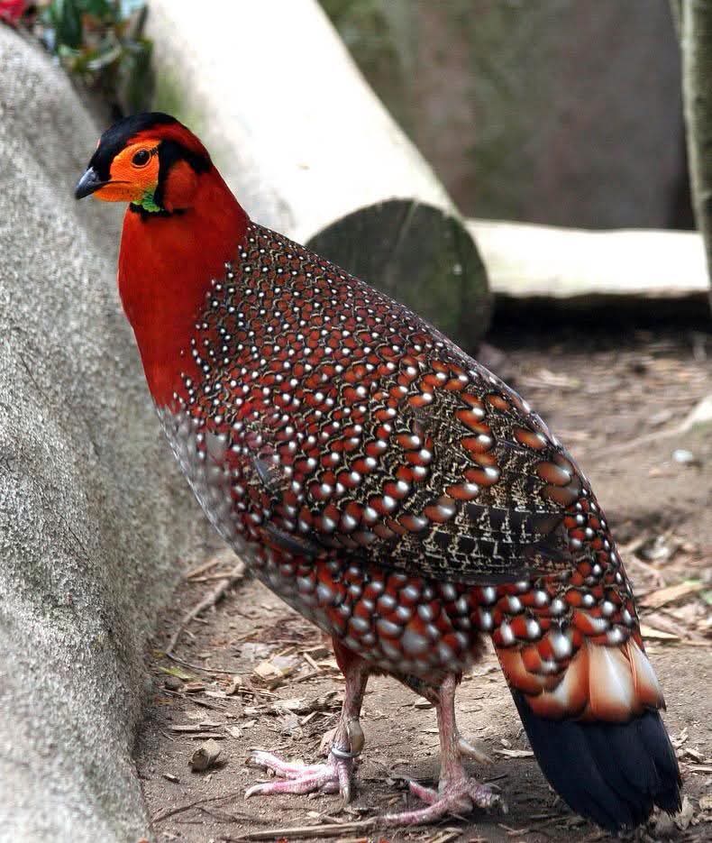 Close portrait of a colourful Himalayan bird