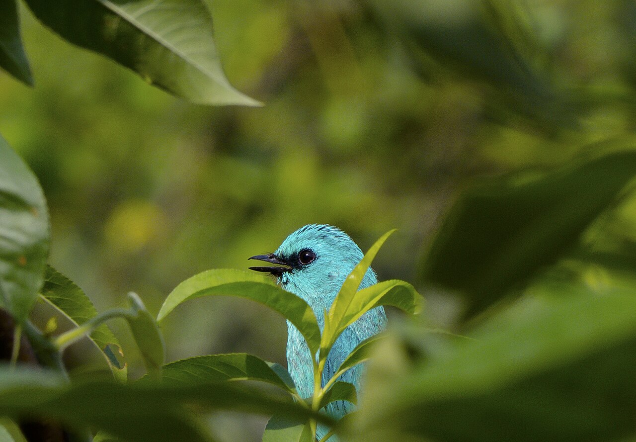 A bright blue verditer flycatcher perched among green leaves in GHNP