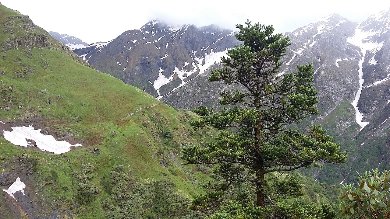 A lone Himalayan fir beyond Kali Ghati on the Shrikhand trail